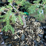 Genévrier commun (Juniperus communis)