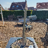 Chêne pédonculé (Quercus robur)