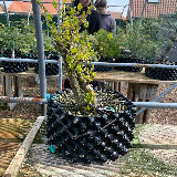 Troène de Californie (Ligustrum ovalifolium)