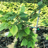 Charmes commun (Carpinus betulus)