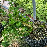 Buis commun (Buxus semperviens)