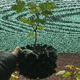 Érable sycomore (Acer pseudoplatanus)