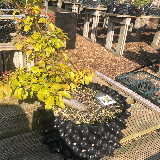Pommier domestique (Malus domestica)