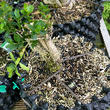 Buis commun (Buxus semperviens)