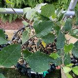 Pommier sauvage (Malus sylvestris)