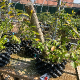 Troène de californie panaché doré (Ligustrum ovalifolium aureum)