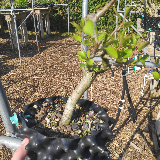 Poirier sauvage (Pyrus pyraster)
