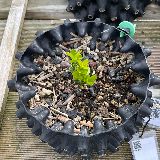 Buis commun (Buxus semperviens)