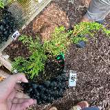 Genévrier de chine (Juniperus chinensis)