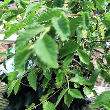 Orme champêtre (Ulmus minor)