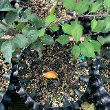 Pommier sauvage (Malus sylvestris)
