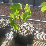 Érable sycomore (Acer pseudoplatanus)