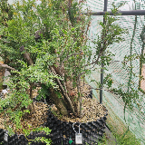 If commun (Taxus baccata)