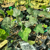 Lierre grimpant (Hedera helix)