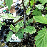 Sorbier Torminal (Alisier) (Sorbus torminalis)