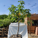 Liquidambar (Liquidambar styraciflua)
