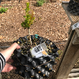 Buis commun (Buxus semperviens)