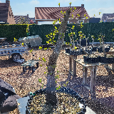 Cornouiller sanguin (Cornus sanguinea)