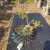 Bouleau ubescent (Betula pubescens)