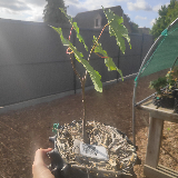 Érable sycomore (Acer pseudoplatanus)
