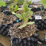 Érable sycomore (Acer pseudoplatanus)