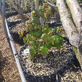 Érable champêtre (Acer campestre)