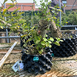 Troène de californie panaché doré (Ligustrum ovalifolium aureum)