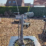Chêne pédonculé (Quercus robur)