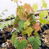Érable sycomore (Acer pseudoplatanus)