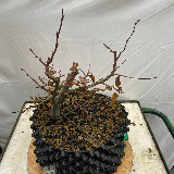 Charmes commun (Carpinus betulus)
