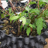 Cornouiller sanguin (Cornus sanguinea)