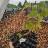 Érable champêtre (Acer campestre)