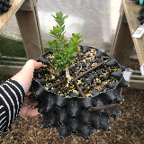 Buis commun (Buxus semperviens)