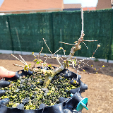 Orme champêtre (Ulmus minor)