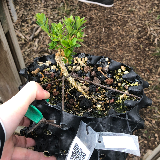 Buis commun (Buxus semperviens)