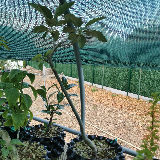 Sorbier Torminal (Alisier) (Sorbus torminalis)