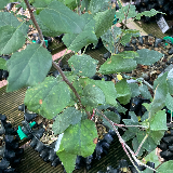 Pommier sauvage (Malus sylvestris)