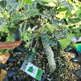 Lierre grimpant (Hedera helix)