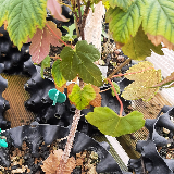 Érable sycomore (Acer pseudoplatanus)