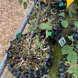 Pommier sauvage (Malus sylvestris)