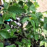Orme champêtre (Ulmus minor)