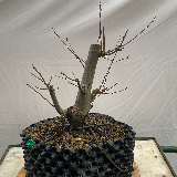 Charmes commun (Carpinus betulus)