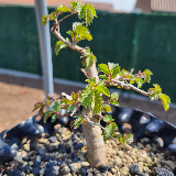 Orme champêtre (Ulmus minor)