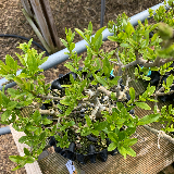 Troène de Californie (Ligustrum ovalifolium)