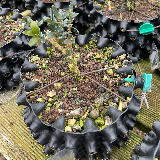 Buis commun (Buxus semperviens)