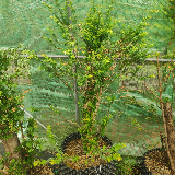 If commun (Taxus baccata)
