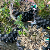 Buis commun (Buxus semperviens)