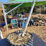 Liquidambar (Liquidambar styraciflua)