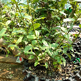 Troène de Californie (Ligustrum ovalifolium)