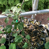 Pommier sauvage (Malus sylvestris)